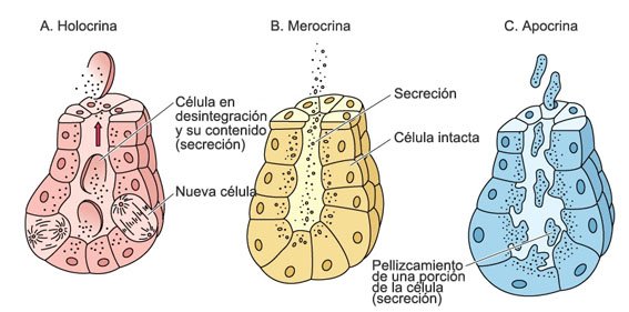 tipos de glandulas exocrinas